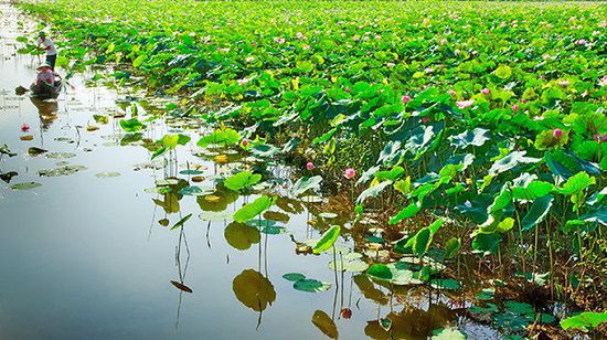 Khám phá cảnh sắc miệt vườn Đồng Sen Gò Tháp (Tháp Mười - Đồng Tháp),Đồng Sen Gò Tháp,Đồng Sen Gò Tháp - Tháp Mười - Đồng Tháp