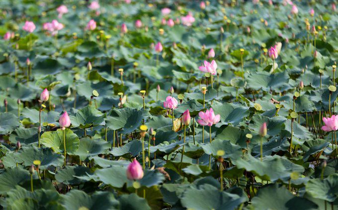 Khám phá cảnh sắc miệt vườn Đồng Sen Gò Tháp (Tháp Mười - Đồng Tháp),Đồng Sen Gò Tháp,Đồng Sen Gò Tháp - Tháp Mười - Đồng Tháp