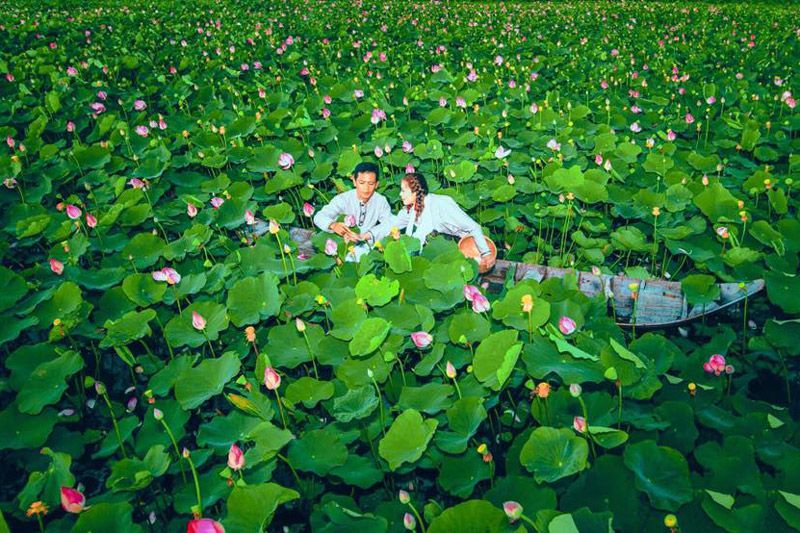 Khám phá cảnh sắc miệt vườn Đồng Sen Gò Tháp (Tháp Mười - Đồng Tháp),Đồng Sen Gò Tháp,Đồng Sen Gò Tháp - Tháp Mười - Đồng Tháp