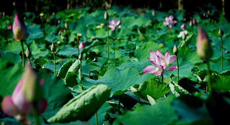 Khám phá cảnh sắc miệt vườn Đồng Sen Gò Tháp (Tháp Mười - Đồng Tháp),Đồng Sen Gò Tháp,Đồng Sen Gò Tháp - Tháp Mười - Đồng Tháp