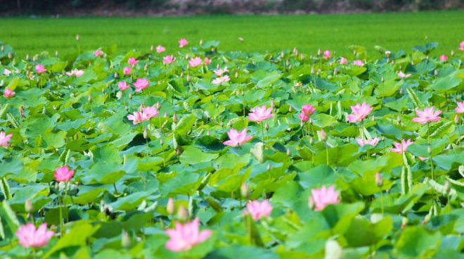 Khám phá cảnh sắc miệt vườn Đồng Sen Gò Tháp (Tháp Mười - Đồng Tháp),Đồng Sen Gò Tháp,Đồng Sen Gò Tháp - Tháp Mười - Đồng Tháp
