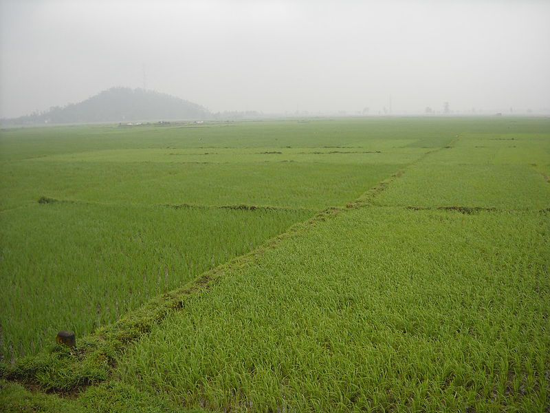Cánh đồng ở Hồng Lĩnh,Hà Tĩnh