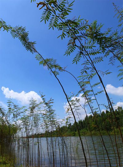 Flamingo Đại Lải