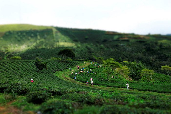 Đồi chè ở Đà Lạt