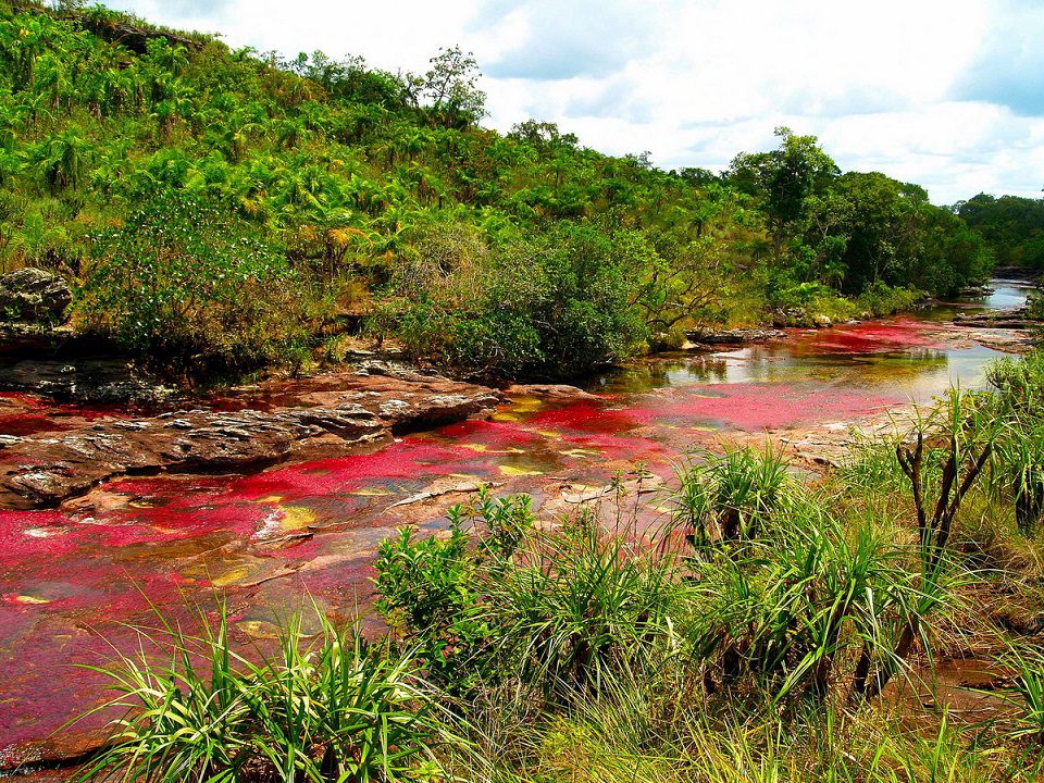 Sông Cano Cristales, Colombia