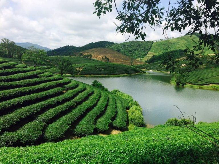 Đồi chè Thanh Chương