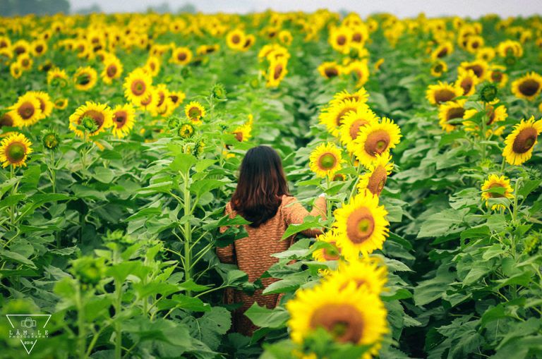 Cánh đồng hoa Hướng Dương