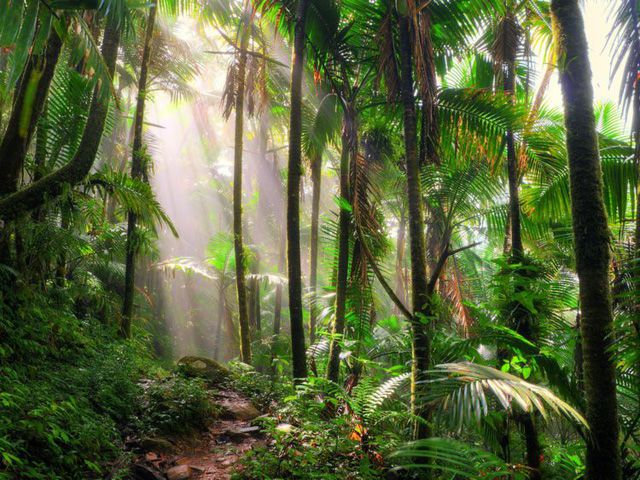 Rừng Quốc gia El Yunque, Puerto Rico