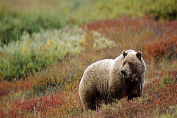 Vườn quốc gia và khu bảo tồn Denali (Alaska - Hoa Kỳ),Công viên quốc gia Denali,Vườn quốc gia Denali,khu bảo tồn Denali