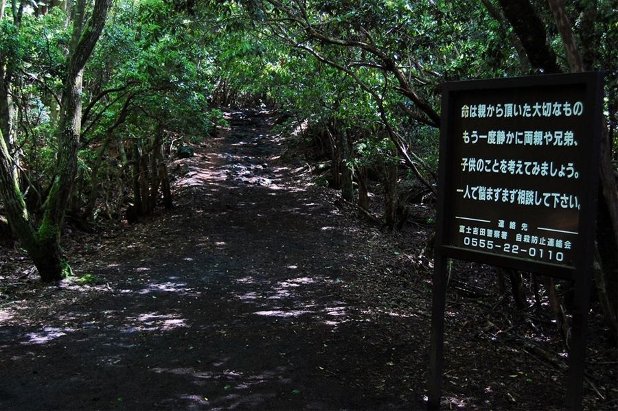 Biển rừng Aokigahara, núi Phú Sĩ, Nhật Bản
