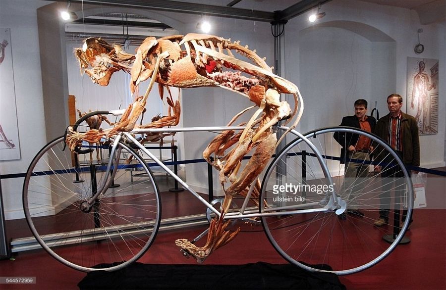 Plastinarium, Guben, Đức