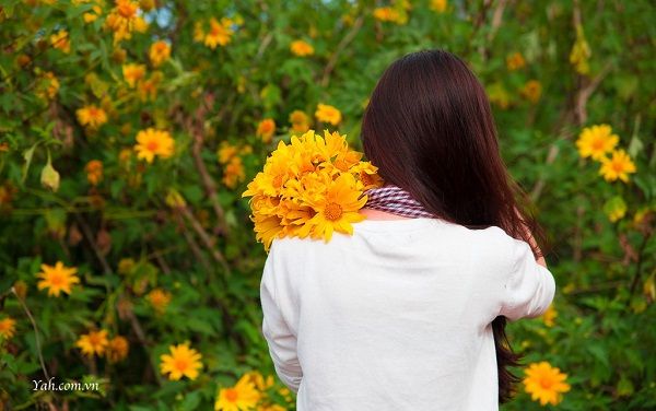 Mùa hoa dã quỳ Ba Vì,Ba Vì - Hà Nội,Hoa dã quỳ ở Ba Vì - Hà Nội