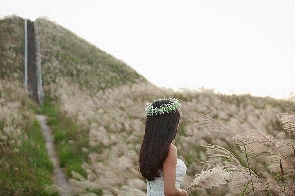 Mùa hoa cỏ lau ở Bình Liêu - Quảng Ninh,Bình Liêu mùa hoa cỏ lau,Hoa cỏ lau,Bình Liêu - Quảng Ninh