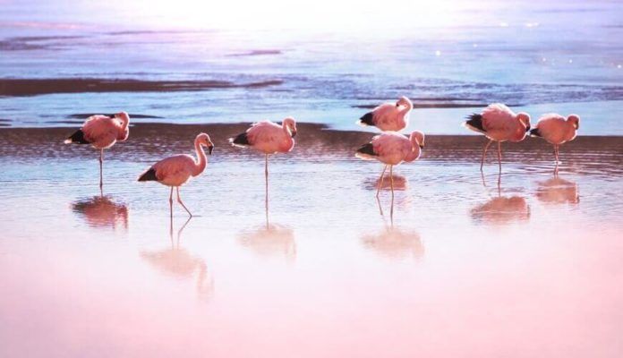 Khám phá cánh đồng muốn lớn nhất thế giới Salar de Uyuni ở Bolivia,cánh đồng muốn lớn nhất thế giới,Salar de Uyuni - Bolivia