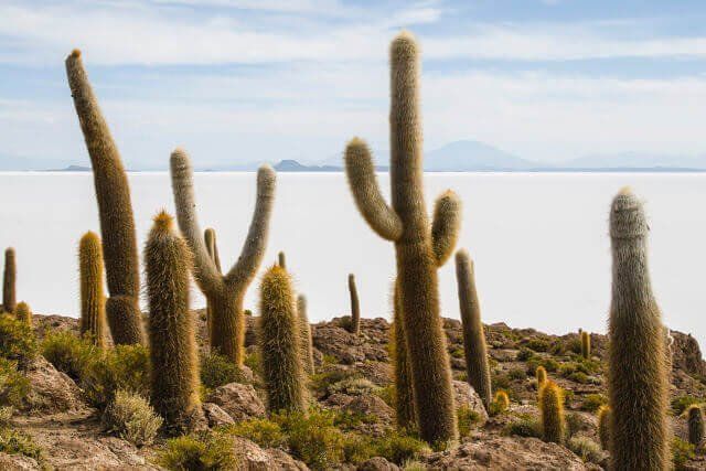 Khám phá cánh đồng muốn lớn nhất thế giới Salar de Uyuni ở Bolivia,cánh đồng muốn lớn nhất thế giới,Salar de Uyuni - Bolivia