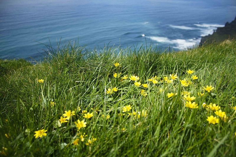 Thực vật tại Cliffs of Moher