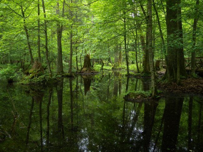 Vườn quốc gia Bialowieza (Ba Lan),Vườn quốc gia Bialowieza
