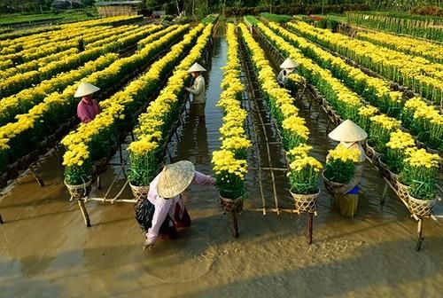 Làng hoa Sa Đéc (Đồng Tháp),Làng hoa Sa Đéc,Du lịch Đồng Tháp