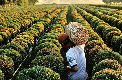 Làng hoa Sa Đéc (Đồng Tháp),Làng hoa Sa Đéc,Du lịch Đồng Tháp
