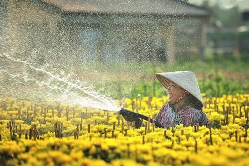 Làng hoa Sa Đéc (Đồng Tháp),Làng hoa Sa Đéc,Du lịch Đồng Tháp