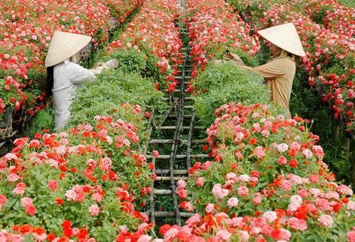 Làng hoa Sa Đéc (Đồng Tháp),Làng hoa Sa Đéc,Du lịch Đồng Tháp