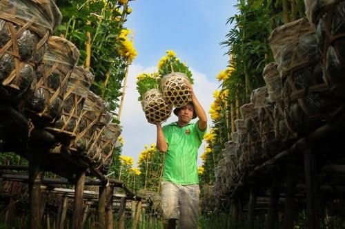 Làng hoa Sa Đéc (Đồng Tháp),Làng hoa Sa Đéc,Du lịch Đồng Tháp
