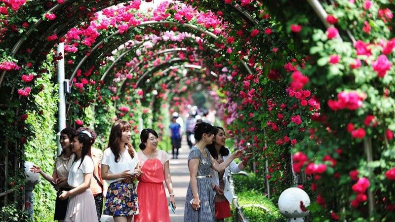 Lễ hội Hoa hồng 2019 tại Đại Lải - Vĩnh Phúc,Lễ hội Hoa hồng 2019,Lễ hội hoa hồng,Flamingo Đại Lải