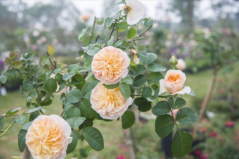 Lễ hội Hoa hồng 2019 tại Đại Lải - Vĩnh Phúc,Lễ hội Hoa hồng 2019,Lễ hội hoa hồng,Flamingo Đại Lải
