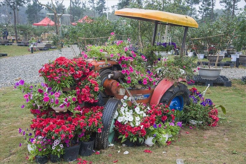 Lễ hội Hoa hồng 2019 tại Đại Lải - Vĩnh Phúc,Lễ hội Hoa hồng 2019,Lễ hội hoa hồng,Flamingo Đại Lải