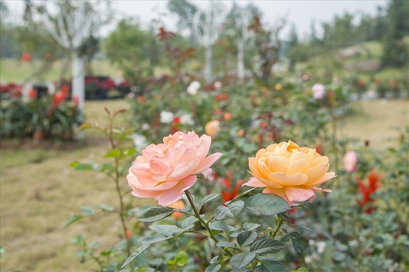 Lễ hội Hoa hồng 2019 tại Đại Lải - Vĩnh Phúc,Lễ hội Hoa hồng 2019,Lễ hội hoa hồng,Flamingo Đại Lải