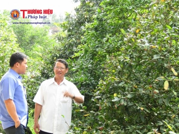Làng mai Phước Định (Long Hồ - Vĩnh Long),Làng mai Phước Định
