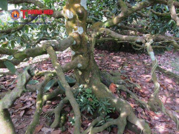 Làng mai Phước Định (Long Hồ - Vĩnh Long),Làng mai Phước Định