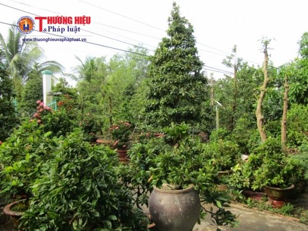 Làng mai Phước Định (Long Hồ - Vĩnh Long),Làng mai Phước Định