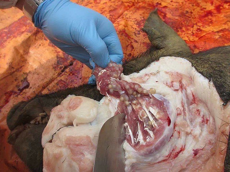 Ấu trùng sán (gạo lợn) của một con lợn