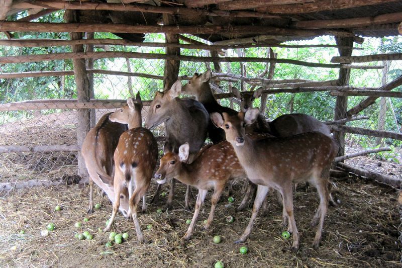 Cách chăn nuôi hươu,nuôi hươu,Làm chuồng nuôi hươu,Khẩu phần ăn thức ăn tinh cho hươu sao,Chăm sóc hươu sao,Khai thác nhung hươu,Kỹ thuật chăm sóc hươu sao lấy nhung hiệu quả,Chăn nuôi