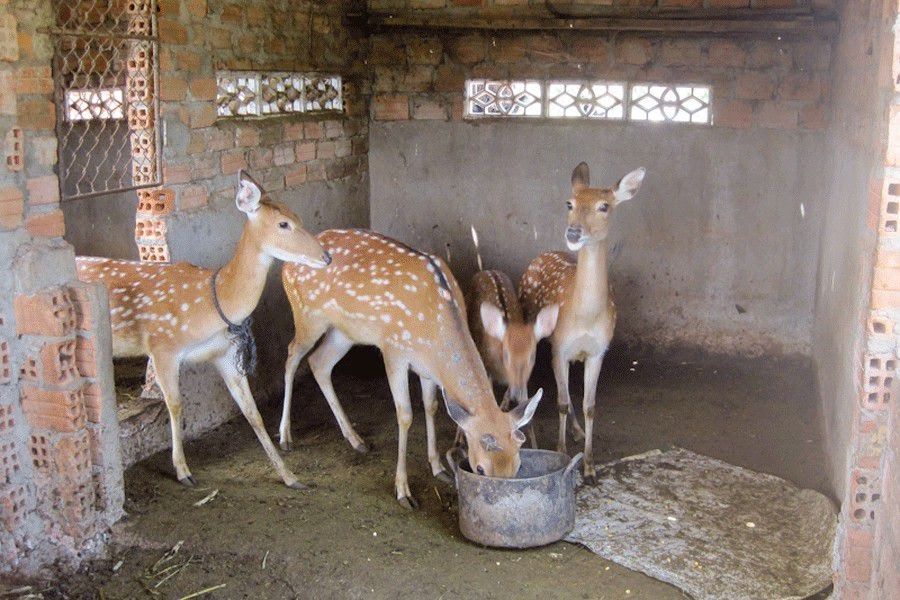 Cách chăn nuôi hươu,nuôi hươu,Làm chuồng nuôi hươu,Khẩu phần ăn thức ăn tinh cho hươu sao,Chăm sóc hươu sao,Khai thác nhung hươu,Kỹ thuật chăm sóc hươu sao lấy nhung hiệu quả,Chăn nuôi