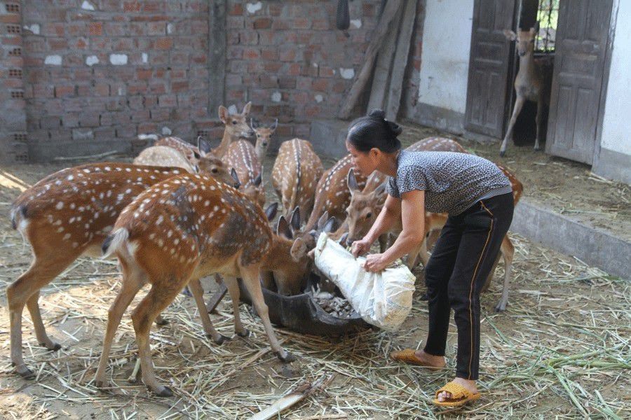 Cách chăn nuôi hươu,nuôi hươu,Làm chuồng nuôi hươu,Khẩu phần ăn thức ăn tinh cho hươu sao,Chăm sóc hươu sao,Khai thác nhung hươu,Kỹ thuật chăm sóc hươu sao lấy nhung hiệu quả,Chăn nuôi
