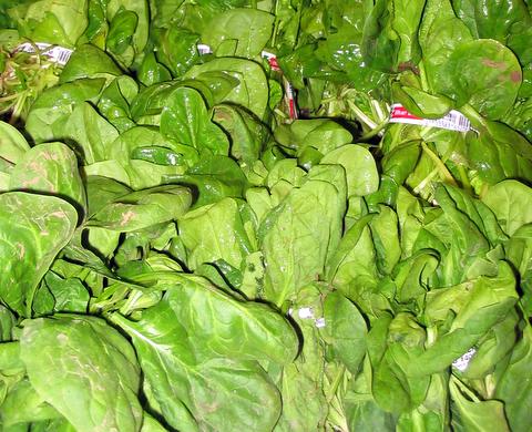 Rau chân vịt là gì,Rau chân vịt,cải bó xôi,rau pố xôi,bố xôi,bắp xôi,Spinacia oleracea