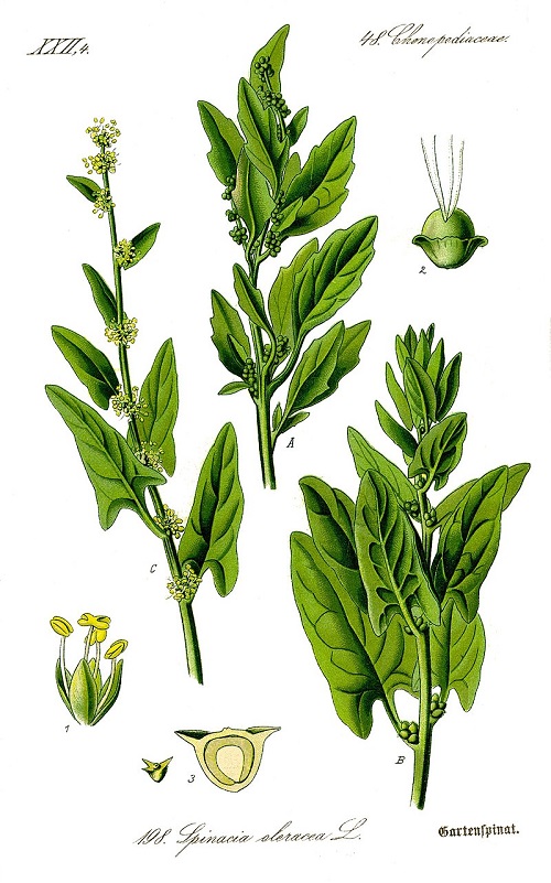 Rau chân vịt là gì,Rau chân vịt,cải bó xôi,rau pố xôi,bố xôi,bắp xôi,Spinacia oleracea