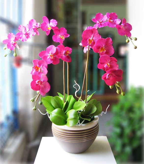 Hoa lan hồ điệp,Ngày 20/10 nên tặng hoa gì cho chị em phụ nữ,tặng hoa gì cho chị em phụ nữ ngày 20 tháng 10,Ngày 20/10 tặng hoa gì,tặng hoa ngày Phụ nữ Việt Nam,ngày Phụ nữ Việt Nam 20/10