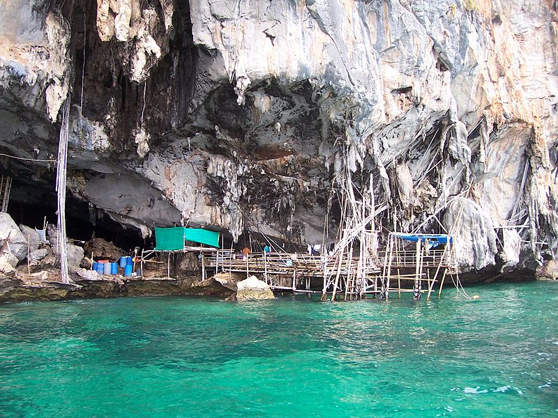 Giàn giáo để khai thác tổ yến