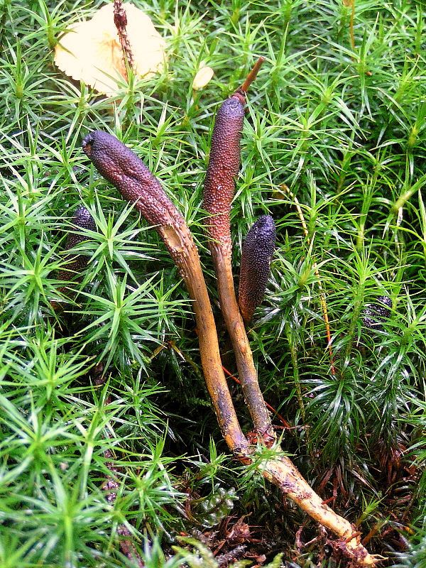 Đông trùng hạ thảo
