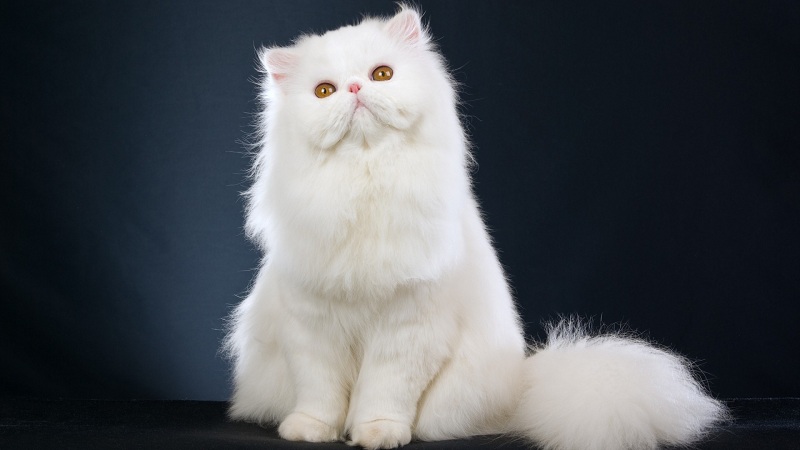 mèo Ba Tư,mèo Ba Tư là mèo gì,hình ảnh mèo Ba Tư,mèo Ba Tư mặt tịt,Felis catus,mèo,cách chăm sóc mèo Ba Tư,chăm sóc mèo Ba Tư