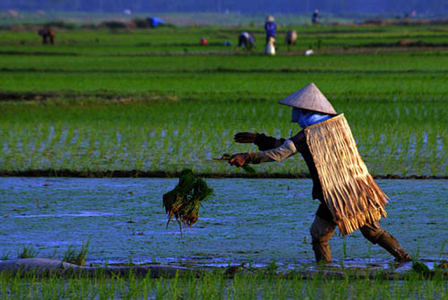 áo tơi là gì,áo tơi,áo làm bằng lá cây