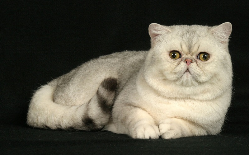 mèo Ba Tư,mèo Ba Tư là mèo gì,hình ảnh mèo Ba Tư,mèo Ba Tư mặt tịt,Felis catus,mèo,cách chăm sóc mèo Ba Tư,chăm sóc mèo Ba Tư