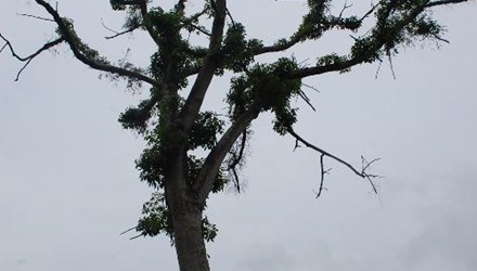 Tầm gửi trên cây gạo,cây tầm gửi,công dụng của tầm gửi