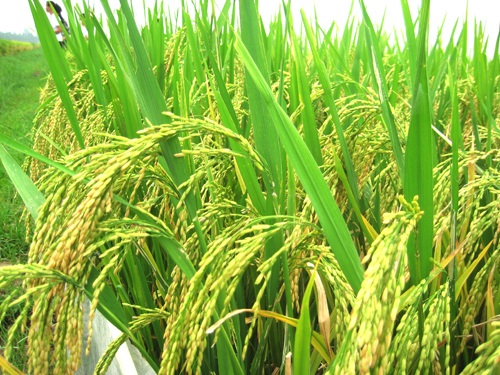 nhất nước nhì phân tam cần tứ giống là gì,nhất nước nhì phân tam cần tứ giống,nhất nước,nhì phân,tam cần,tứ giống,ý nghĩa câu nhất nước nhì phân tam cần tứ giống