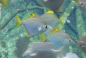 nước lợ là gì,nước lợ,h2o,Cá chim trắng nước lợ (Monodactylus argenteus), một loài cá nước lợ.