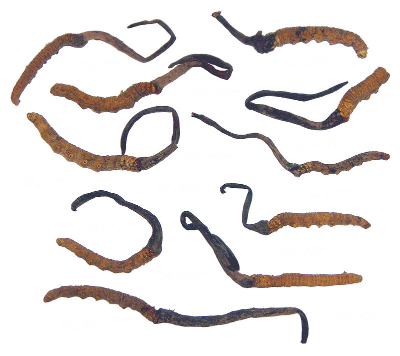 Đông trùng hạ thảo,Các con sâu bướm với Cordyceps sinensis mọc ra