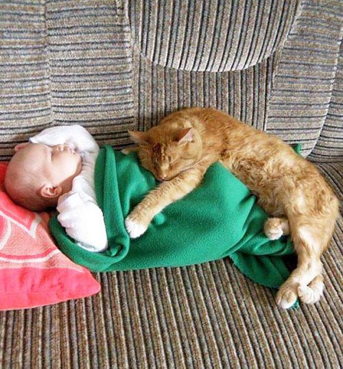 những hình ảnh sẽ khiến bạn thấy được tình bạn giữa con trẻ và mèo,Mèo là một người bạn tuyệt vời của con trẻ,Mèo dịu dàng an ủi em bé khi buồn,Mèo luôn là người bạn dịu dàng nhất với bé,Giữa bé và mèo luôn có một sợi dây gắn kết
